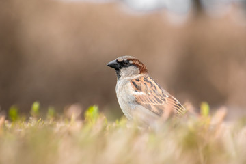 Sparrow on an Hedgerow