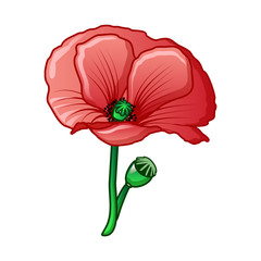 Poppy drug flower icon. Cartoon of poppy drug flower vector icon for web design isolated on white background