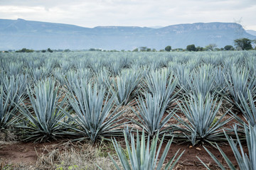 Tequila agave Landscape