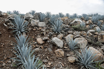 Tequila agave Landscape