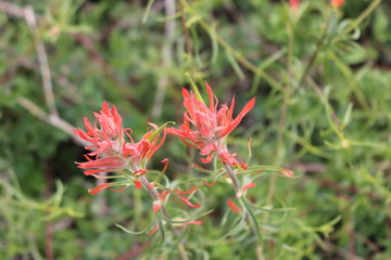 Bryce National Park flower Beauty
