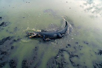 Naklejka premium American alligator (Alligator mississippiensis) rushed to the prey in the drying pond. Brazoria National Wildlife Refuge, Texas, USA