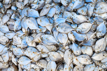 Fresh fish displayed on a market stall