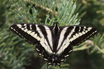 Bryce National Park Butterfly