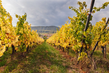 Naklejka premium Landscape with autumn vineyards.