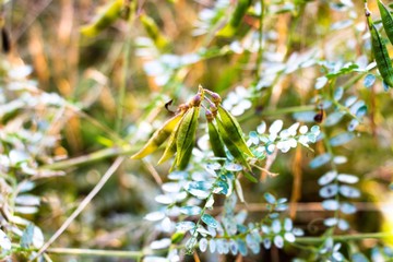 A beautiful bean plant gave a lot of fruit, the sticks with seeds hang from the stem of the plant between the numerous leaves.