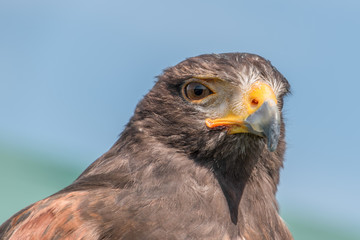 Harris Hawk