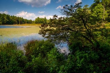 Fototapeta na wymiar Swamp Marsh Summer