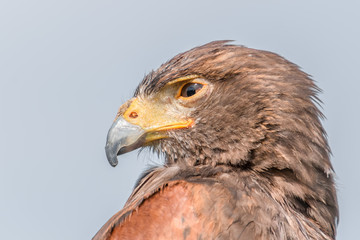 Harris Hawk