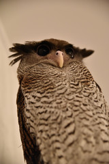 portrait of an owl