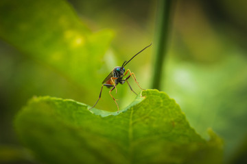Ichneumon wasp