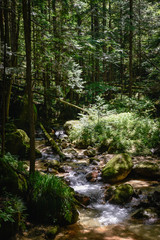 beautiful scenery along the nakasendo trail in japan