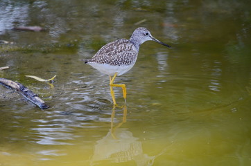Greater yellowlegs (Tringa melanoleuca)
