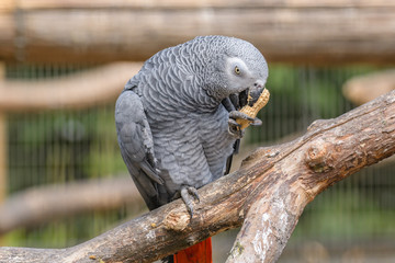 African Grey Parrot Eating
