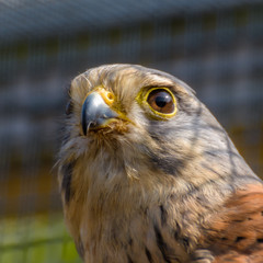 Kestrel in a Cage
