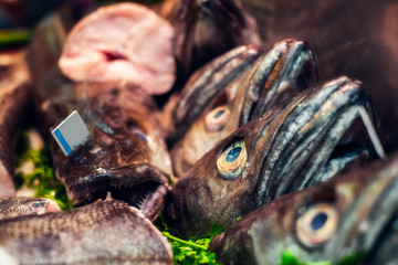 predator fish heads at the market