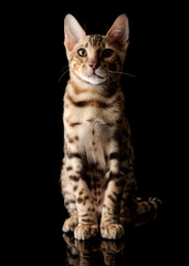 Portrait of young bengal purebred cats on black background.