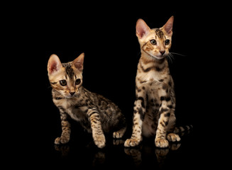 Two young bengal purebred cats on black background.