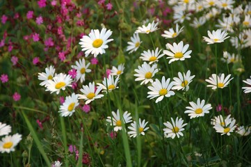 Fototapeta premium tiny daisies and other wildflowers in the grass