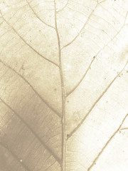 Dried leaf texture background