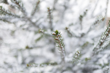 Pine branches covered with snow.