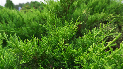 Tui branches, vegetative green background, sunlight