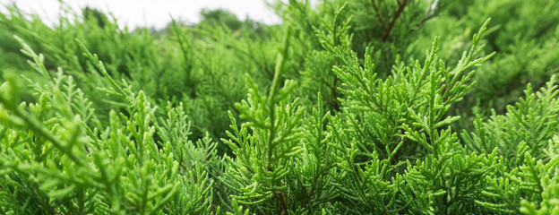 Fototapeta premium Tui branches, vegetative green background, sunlight