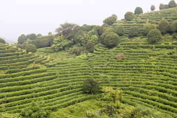 tea plantation outside yangshuo