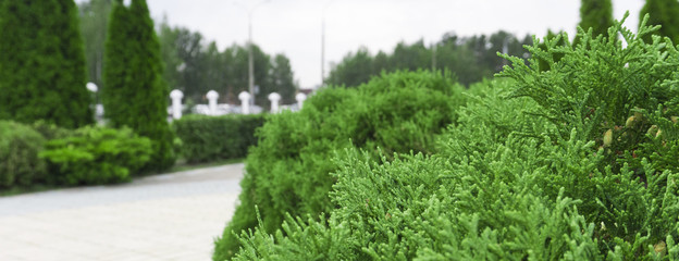 Tui branches, vegetative green background, sunlight