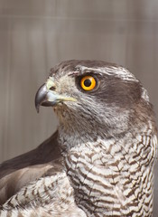 Detail of the falcon