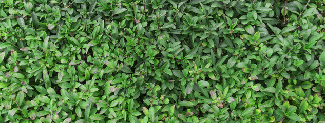 Tui branches, vegetative green background, sunlight