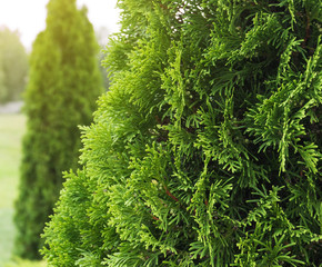 Tui branches, vegetative green background, sunlight