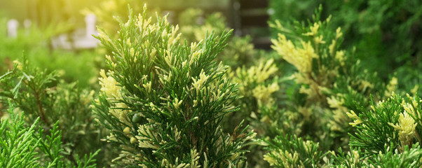 Tui branches, vegetative green background, sunlight