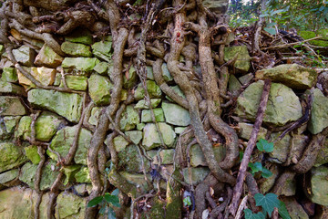 Old wall, overgrown by tree roots