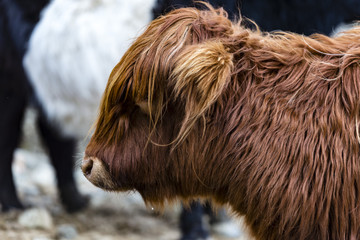 Hairy mini cows in the Lake District