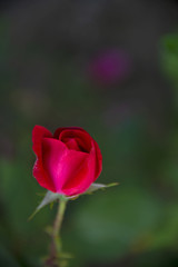 FLOWERS - rose in green background