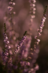 Pink heather