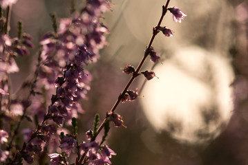 Heather in sunset