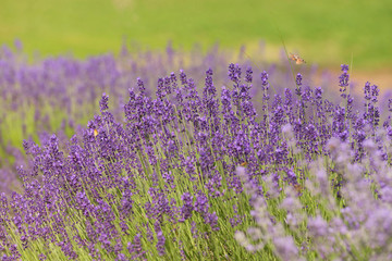 Fototapeta na wymiar flourishing fields of lavender