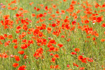 a fields full of blooming red poppies
