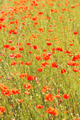 a fields full of blooming red poppies