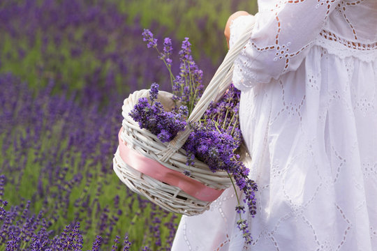 girl in a white dress with a basked on the field of freshly bloosoming lavender.