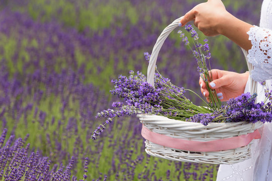 girl in a white dress with a basked on the field of freshly bloosoming lavender.
