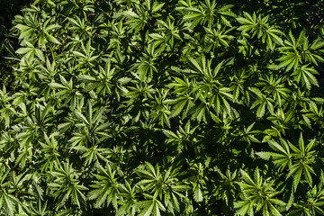 Plantation of cannabis, illuminated by sunlight. Hemp plants. View from above.