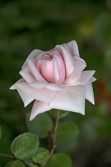 FLOWERS - antique rose