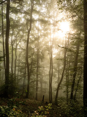 Obraz premium Sonnenaufgang im Wald