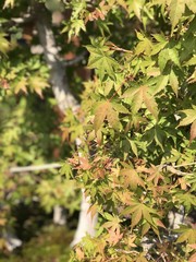 Maple bonsai leaves