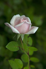 FLOWERS - antique rose
