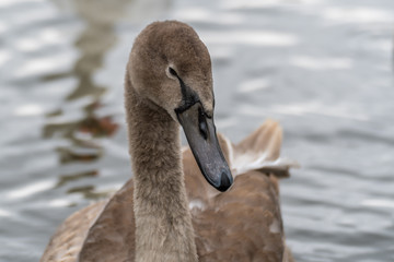 young swan Cygnet