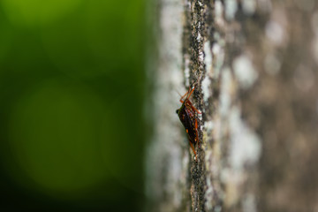 Pentatomidae